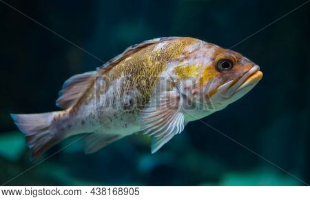Canary Rockfish Colorful Natural In Copenhagen Aquarium