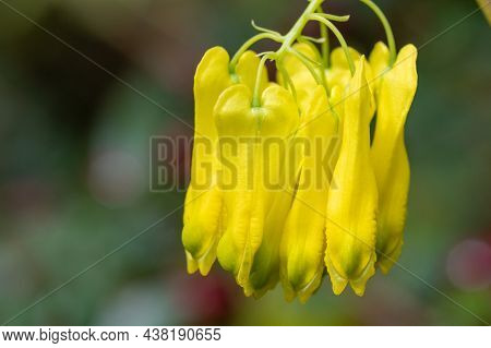 Climbing Dicentra (dactylicapnos Scandens) Flowers