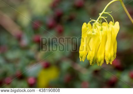 Climbing Dicentra (dactylicapnos Scandens) Flowers
