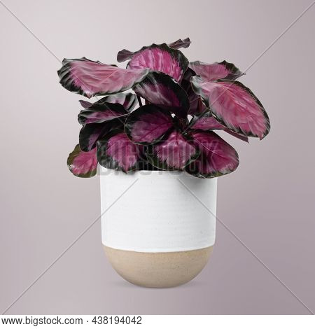 Pink plant in a white pot