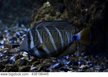 The Sailfin Tang (zebrasoma Veliferum) In Zoo.