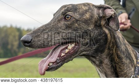 Beautiful Whippet Head Portrait. Cute English Whippet In A Field. Animal Concept.