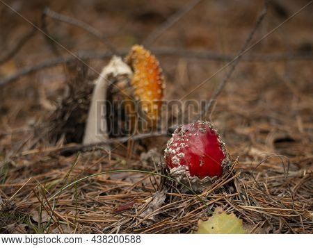 Amanita Muscaria, Fly Agaric, Poisonous Mushrooms With Red Pileus In Autumn Forest. Blur Background