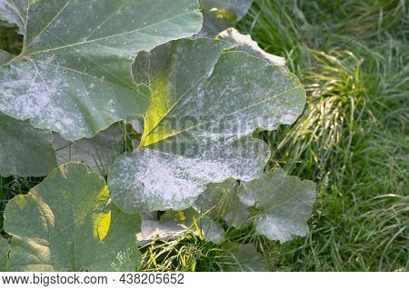 Plant Disease Powdery Mildew, Oidium On Pumpkin Leaves In Autumn, The Leaves Of The Vegetable Plant 
