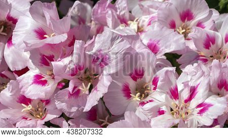 Pink Flowers Clarkia Graceful Or Marigold. Floral Natural Background For Postcard, Cover, Banner. Be