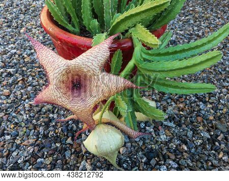 Stapelia Gigantea Cactus With Big Flower Closeup