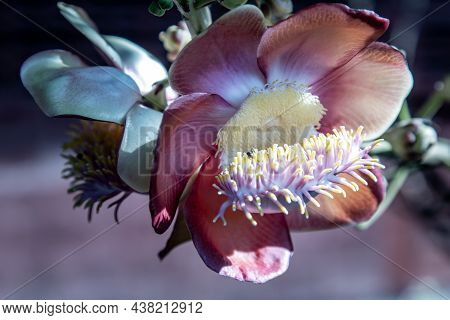 The Amazingly Complex Flower Of The Cannonball Tree Has Tentacle Like Structures Very Much Like A Se