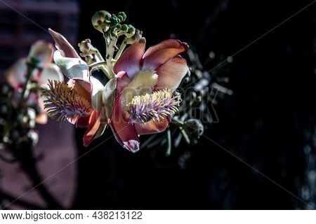 The Amazingly Complex Flower Of The Cannonball Tree Has Tentacle Like Structures Very Much Like A Se