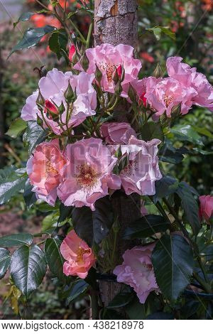 Rose Summer Wine. Selected Sorts Of Exquisite Roses For Parks, Gardens, Beds, Borders, Decoration. S