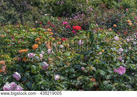 Selected Sorts Of Exquisite Roses For Parks, Gardens, Beds, Borders, Decoration In The Rosarium Sang