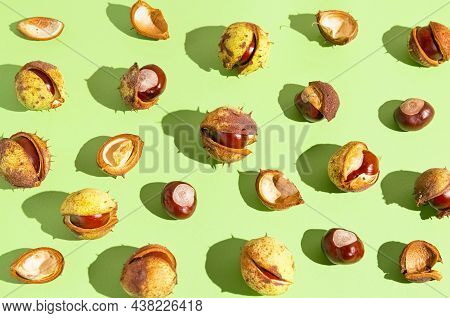 Creative Composition Made Of Chestnuts Close Up On Sunlit Green Background. Nature Consept. Falll An