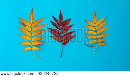 Set Of Three Autumn Fallen Leaves Of Red Mountain Ash Yellow And Red On A Blue Background. Bright An