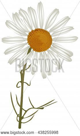 Chamomile (matricaria Chamomilla) - Colored Illustration Isolated On White Background, Vector