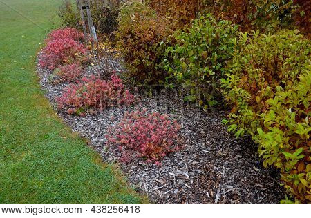 Flowerbed With Ornamental Grasses Dry Leaves In The Autumn Sun Shines Yellow Bunches Of Leaves. In T