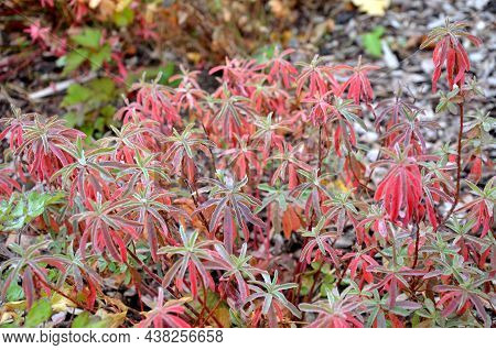 Flowerbed With Ornamental Grasses Dry Leaves In The Autumn Sun Shines Yellow Bunches Of Leaves. In T