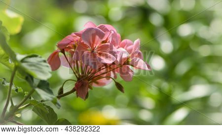 Geranium. Small Pale Pink Flowers. Floral Background. Pink Flowers Of Homegrown Violets In A Pot. Bo