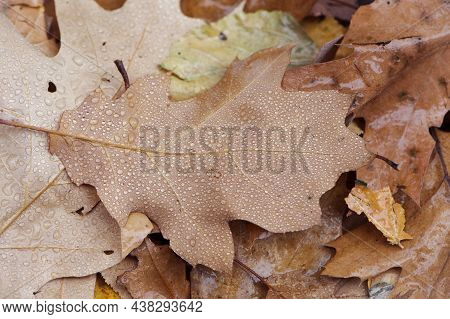Fallen Oak Leaves With Dew. Autumn Oak Leaves.water Drops On Fall Oak Leaves Closeup. Dry Autumn Oak