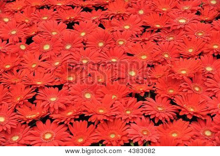 fiori