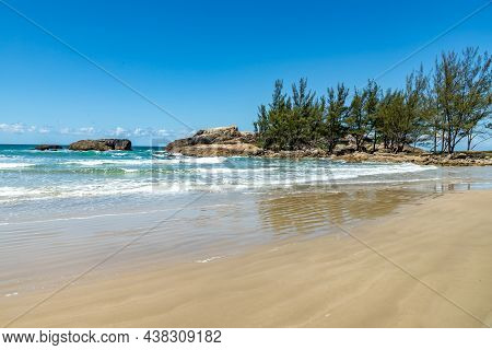 Pine Trees On The Rocks And Beach, Praia Da Barra, Garopaba, Santa Catarina, Brazil