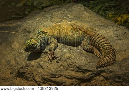 The Ornate Mastigure (uromastyx Ornata) In Zoo.