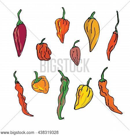 Drawing Sketch Style Illustration Of A Collection Or Set Of Different Hot Chili Peppers On Isolated 