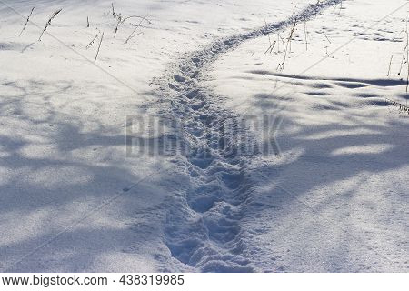 A Well-trodden Path Through The Fallen White Snow In Winter In A Field