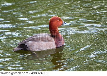 Beautiful Duck With Orange Head, Common Pochard Male, Aythya Ferina, Swimming On A Lake. The Common 