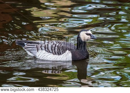 The Barnacle Goose, Lat. Branta Leucopsis, Swimming In Dark Water. Cute Beautiful Waterbird.