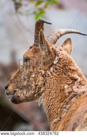 Mountain Goat Or East Caucasian Tur, Female, Latin Name Carpa Cylindricornis. It Is Critically Endan