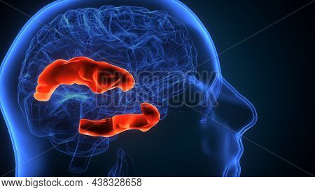 3d Illustration Of Human Brain Post Central Anatomy.