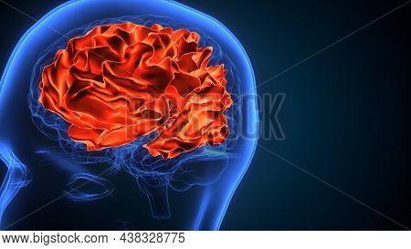 3d Illustration Of Human Brain Cerebral Hemisphere Anatomy.