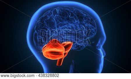 3d Illustration Of Human Brain Cerebellum Anatomy.