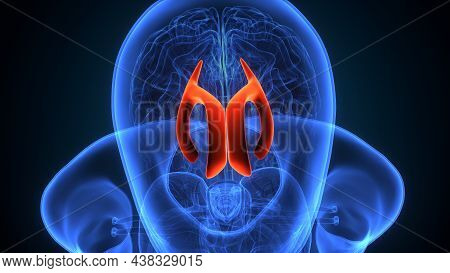 3d Illustration Of Human Brain Lateral Ventricle Anatomy