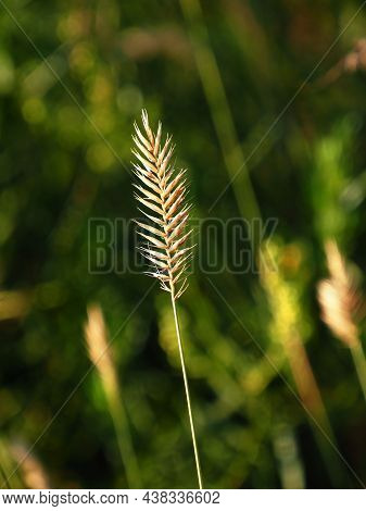 The Ear Of Agropiron Cristatum In The Meadow In The Morning Sun
