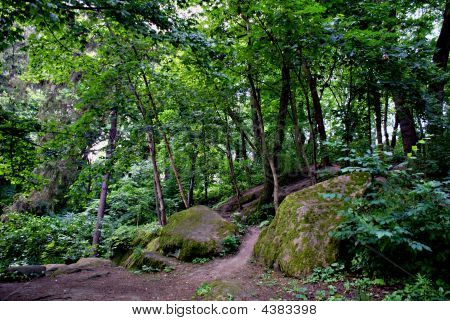 Sentiero nella foresta