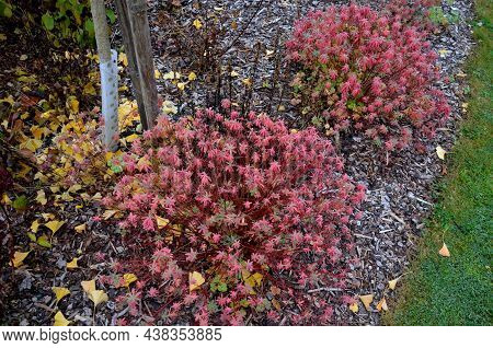 Flowerbed With Ornamental Grasses Dry Leaves In The Autumn Sun Shines Yellow Bunches Of Leaves. In T