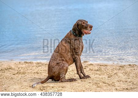 German Short Haired Pointer, Gsp Dog Sits On The Beach Of A Lake During A Summer Day. He Stares Into
