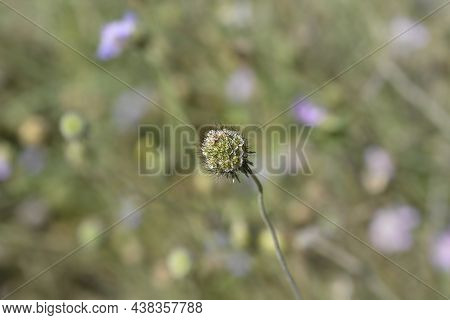 Dove Scabious - Latin Name - Scabiosa Columbaria