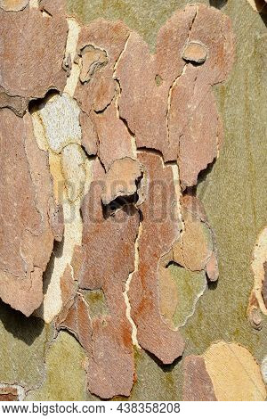 London Plane Bark Detail - Latin Name - Platanus X Hispanica (platanus X Acerifolia)