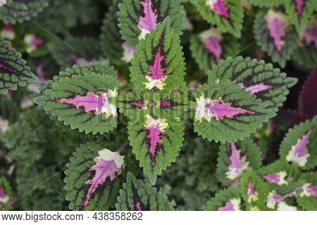 Painted Nettle Leaves - Latin Name - Plectranthus Scutellarioides (solenostemon Scutellarioides)