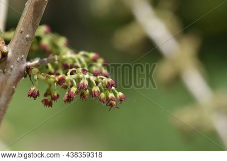 English Redoul - Latin Name - Coriaria Myrtifolia