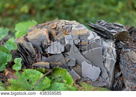 Close-up Detail View Of Natural Formation Shale Slate Layer Fossil Dark Grey Black Rock Chips In Moo