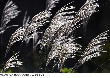 The Sight Of Japanese Pampas Grass Swaying In The Wind And Shining Is A Japanese Autumn Tradition.