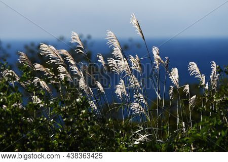 The Sight Of Japanese Pampas Grass Swaying In The Wind And Shining Is A Japanese Autumn Tradition.