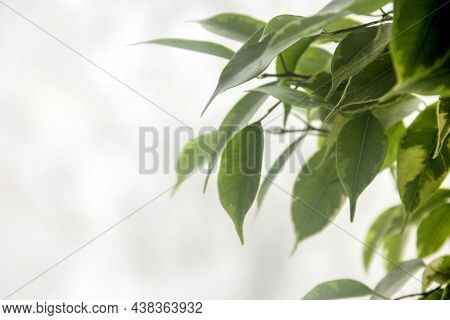 Leaves Of Ficus (ficus Benjamina)