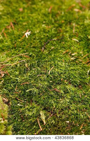 Moss