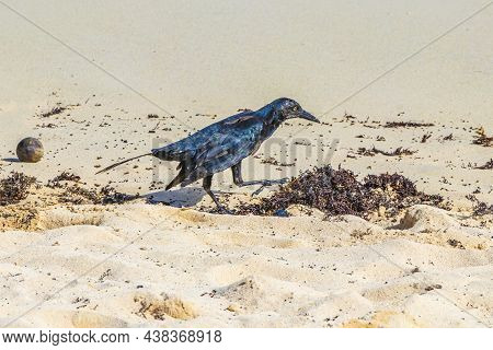 Great-tailed Grackle Bird Is Eating Sargazo On Beach Mexico.