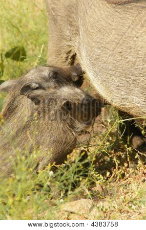 Wart-hogs