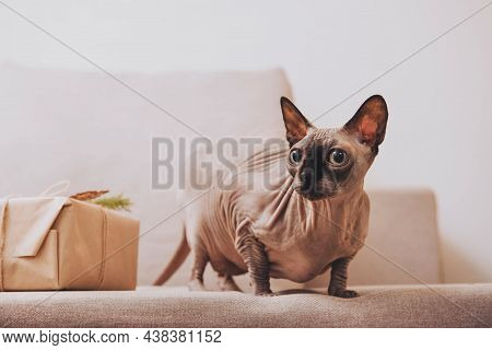 Sphinks Cat On Grey Sofa Looking Directly With Present And White Wall Minimalistic Horizontal