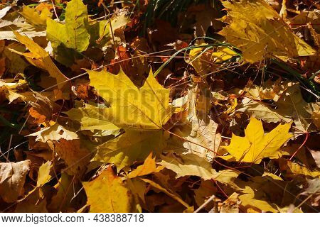 Beautiful Autumn Background, Fallen Leaf Of Maple Tree Glowing In Sunlight